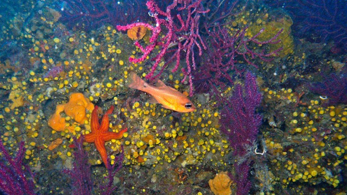 Akdeniz için tehlike çanları çalıyor