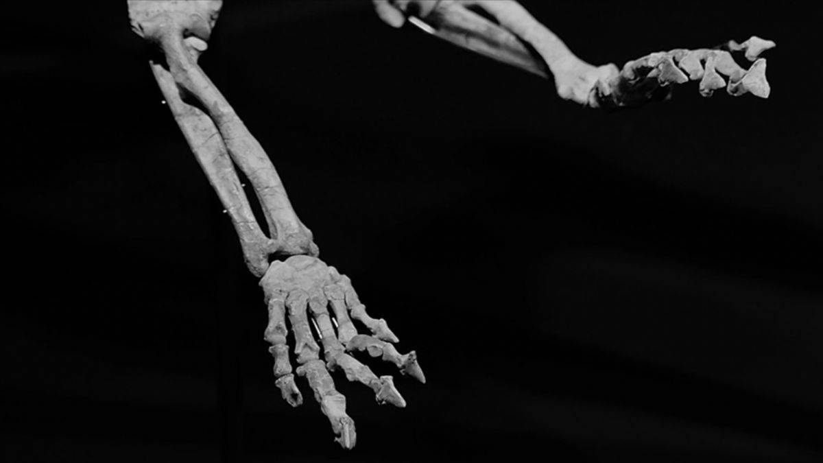 Milyonlarca yıllık dinozor kanıtları bulundu