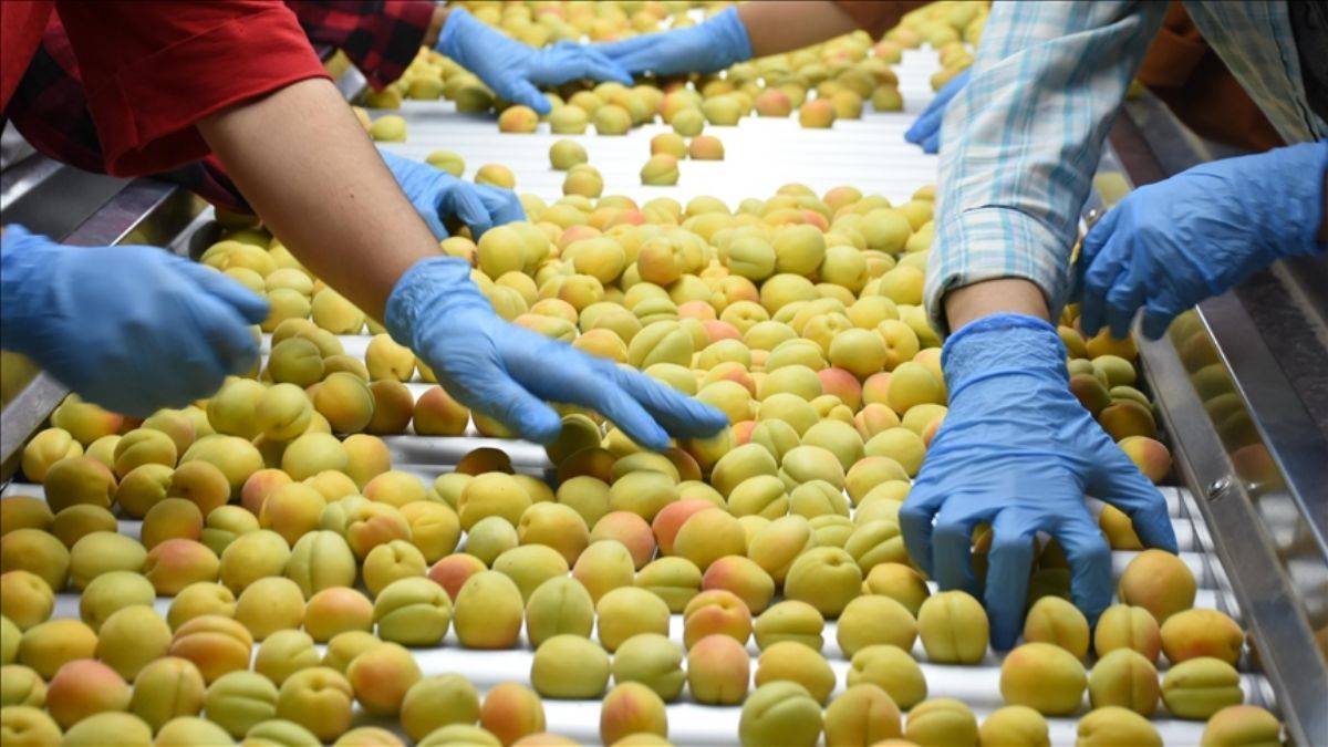 Malatya'dan 50 ülkeye yaş kayısı ihracatı