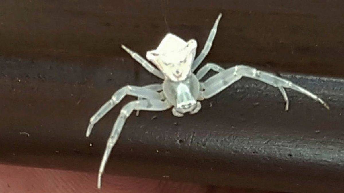 Bursa'da 'insan yüzlü örümcek' görüldü