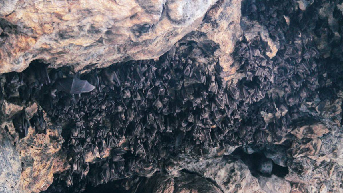 Hindistan'da yarasalarda görülen yeni virüs alarmı