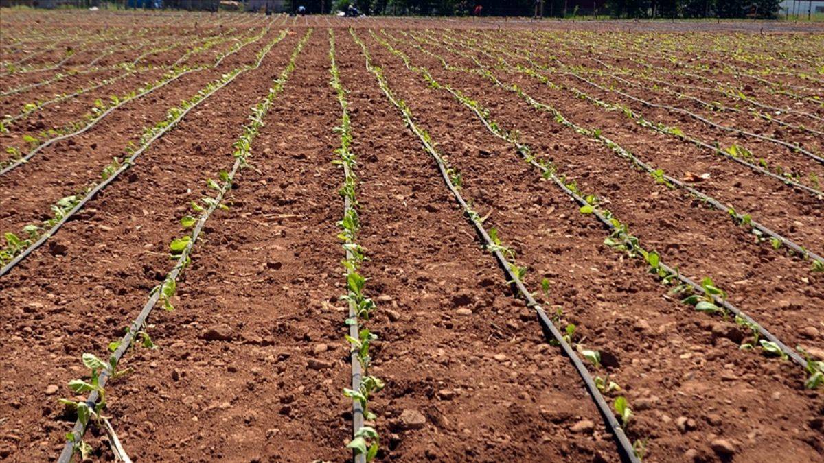Türkiye şark tipi tütün üretiminde lider