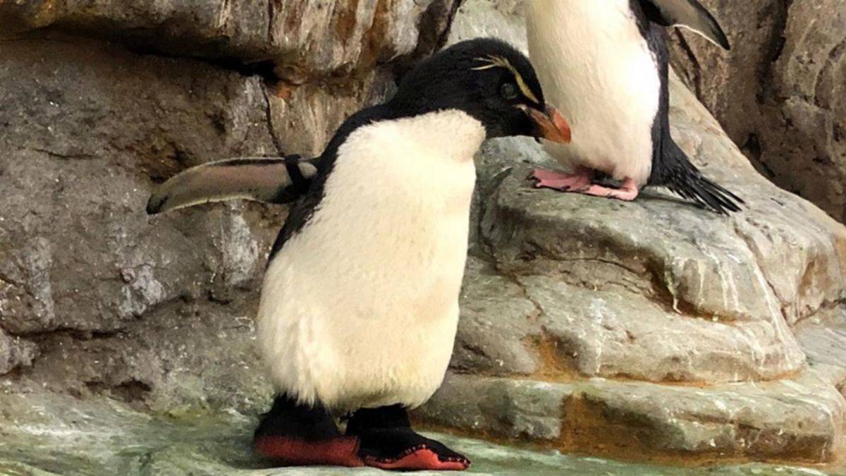 Penguenler ayakkabı giyer mi?