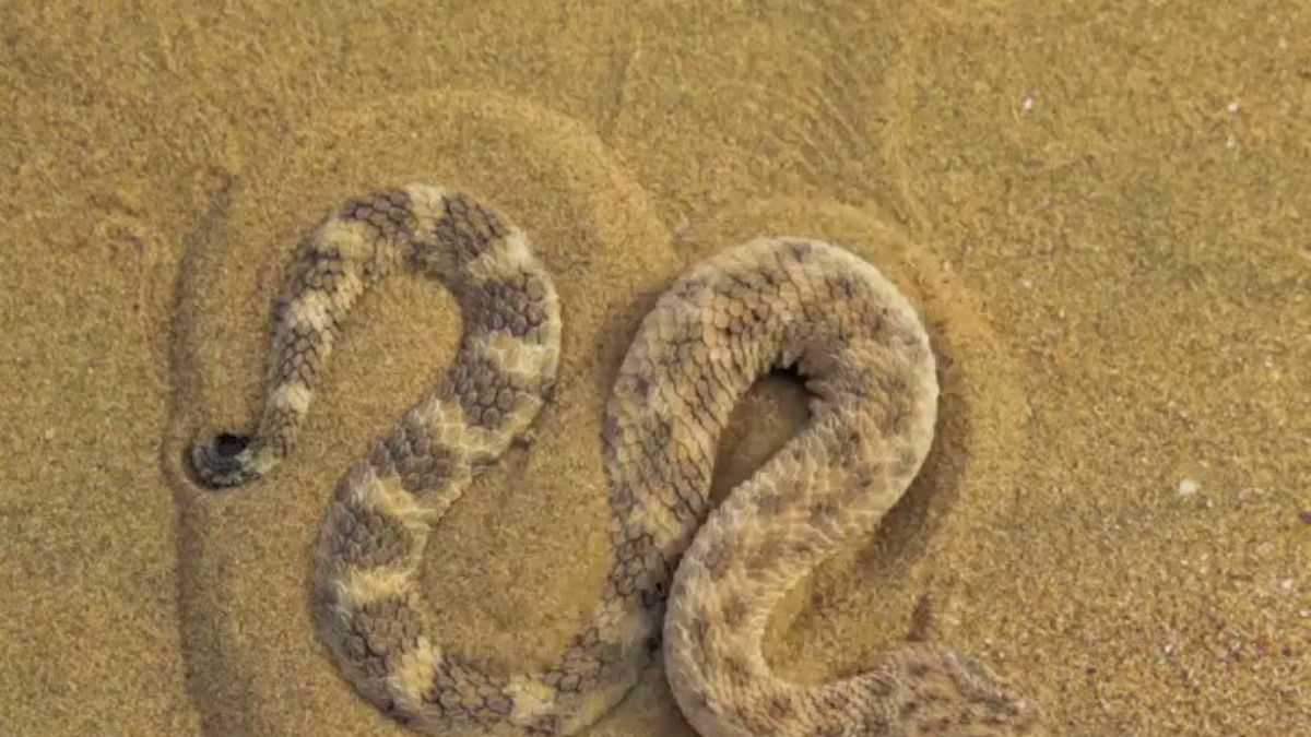 Kum engereği avını pusuya düşürmek için gizlendiği anlar