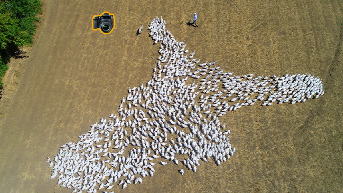 Devlet desteğiyle kaz üretimini 4 yılda 100 kat arttırdı