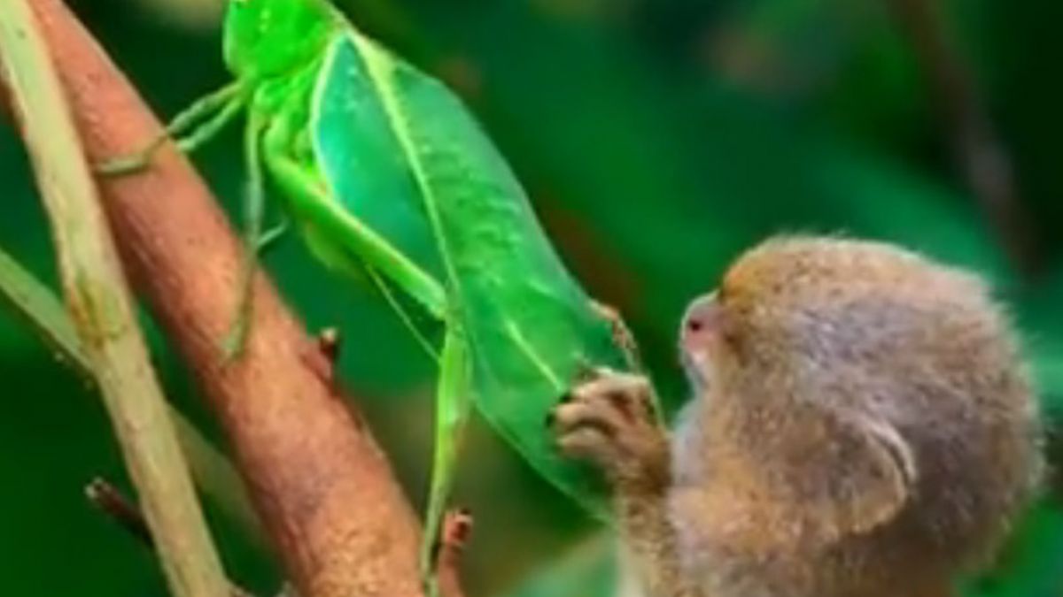 Marmoset maymunun yaprak sandığı böceği hayretle izlediği anlar