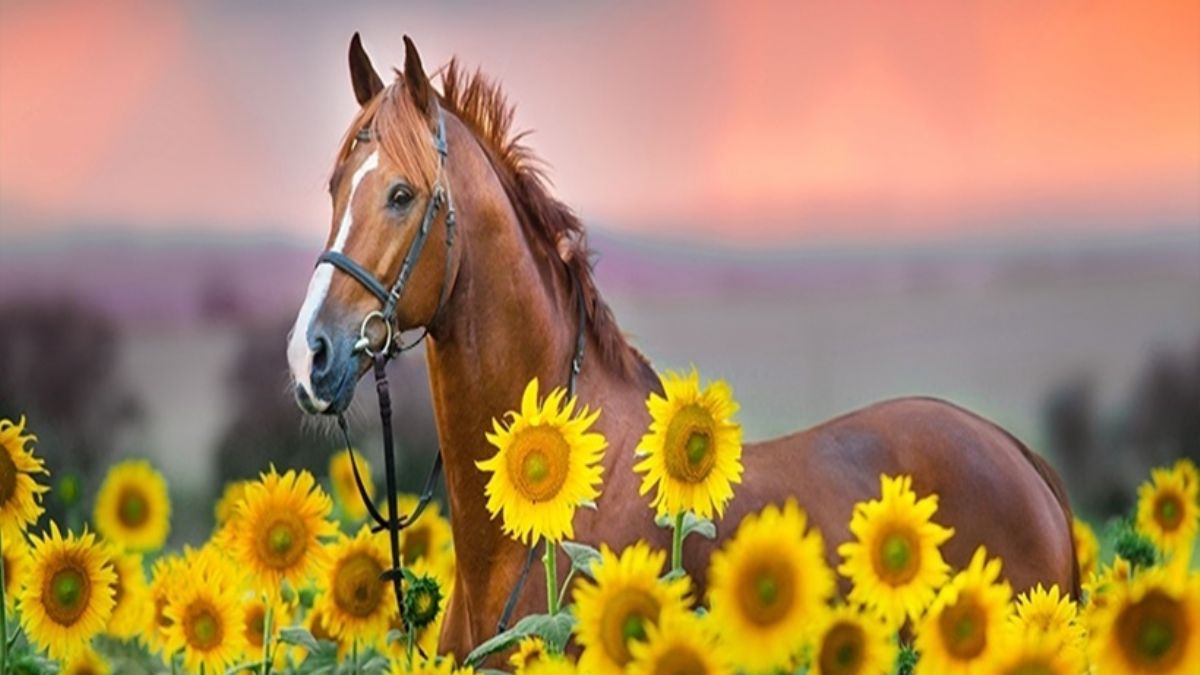 At meraklısı şair kim?