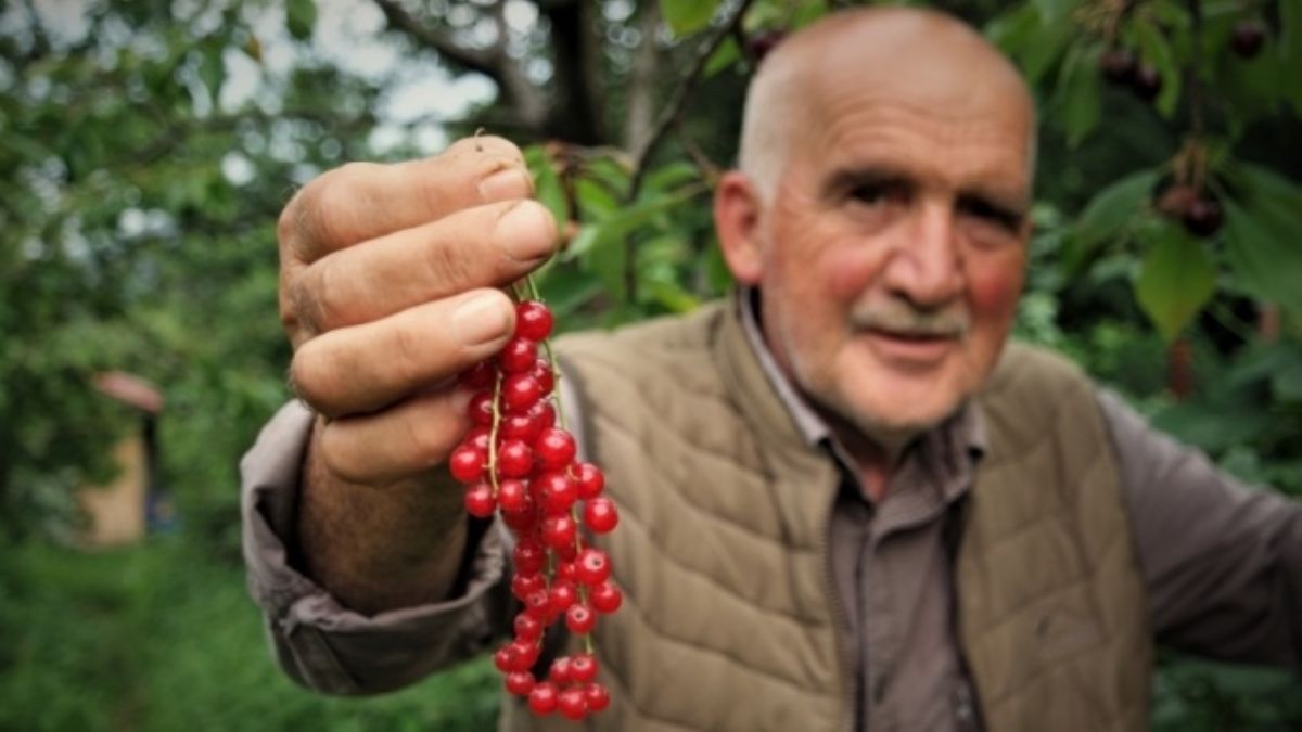 Bursa'nın Osmanlı köyünün 'aranan' meyveleri