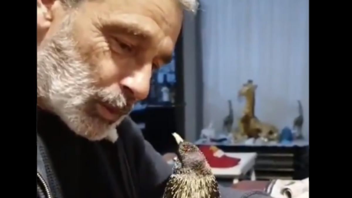 Bu sığırcık kuşu bir harika!