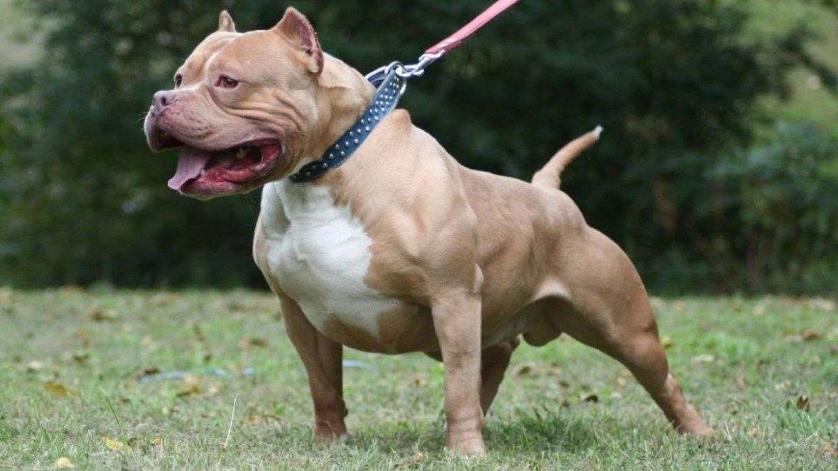 Pitbull Terrier Cezasi Ne Kadar Timeturk Haber
