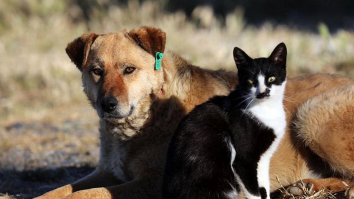 Hayvanları Koruma Kanunu Meclis’te