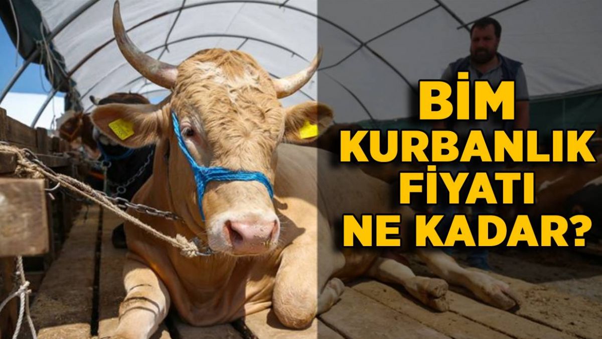 BİM kurbanlık fiyatları 2021 | BİM büyük baş küçük baş kurban fiyatı ne kadar?