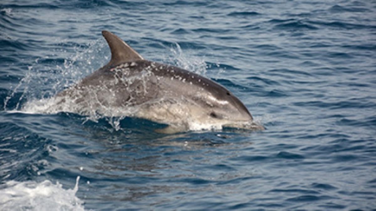 Cankurtaran botuna eşlik eden yunuslar