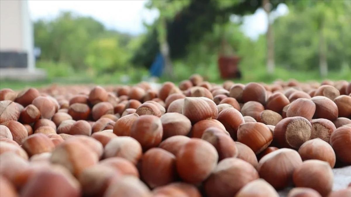 'Hasattan önce fındık alım fiyatlarının açıklanması için çalışıyoruz'