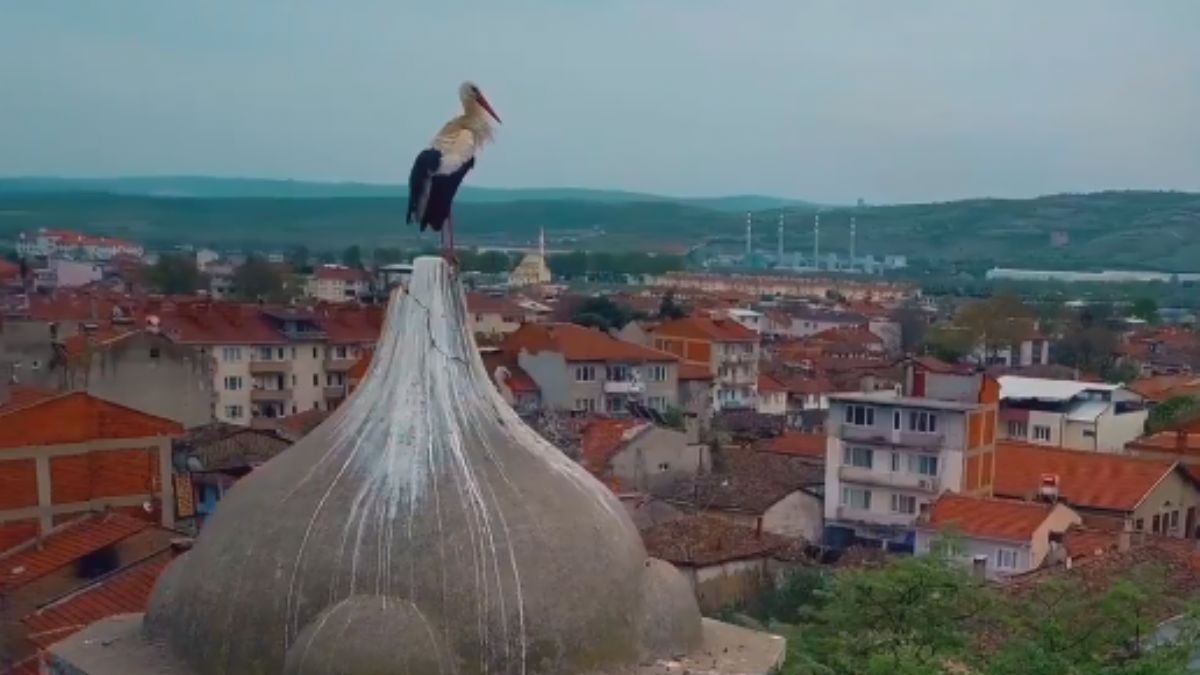 Fahrettin Altun'dan 'leylek hastanesi' paylaşımı