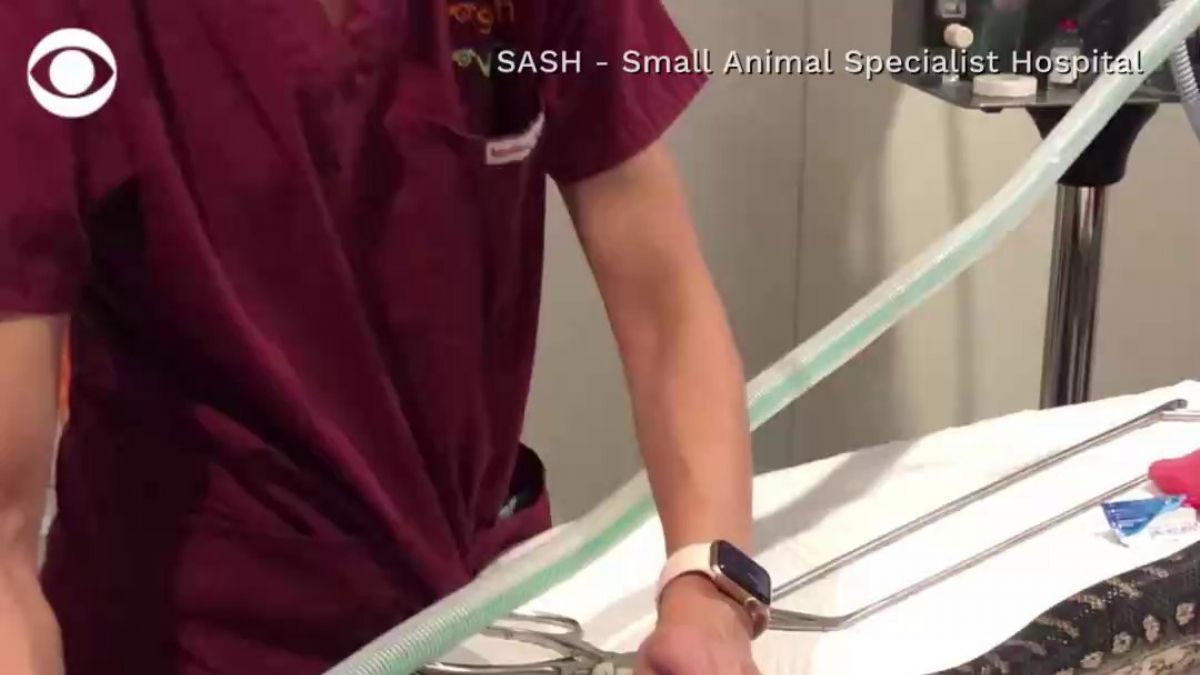 Havluyu yutan piton yılanı