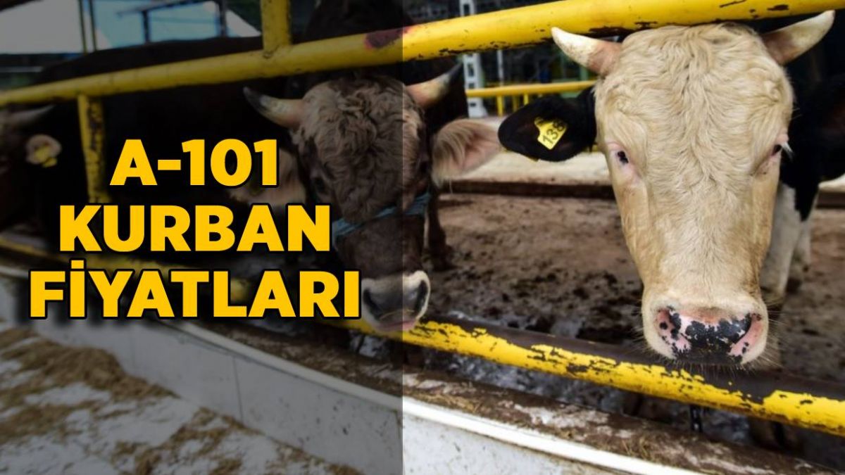 A101 kurban hisse fiyatı | A101 büyükbaş küçükbaş kurban fiyatı ne kadar?
