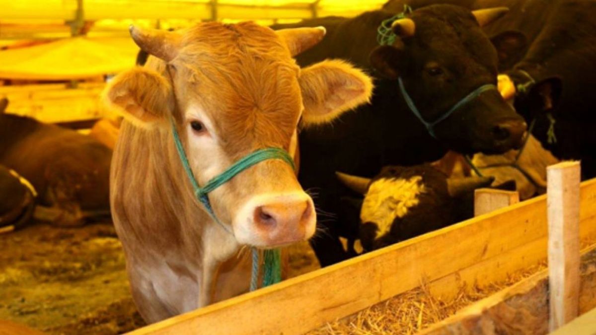 Kurban keserken okunacak dualar hangileri? Kurban keserken hangi dualar okunur?