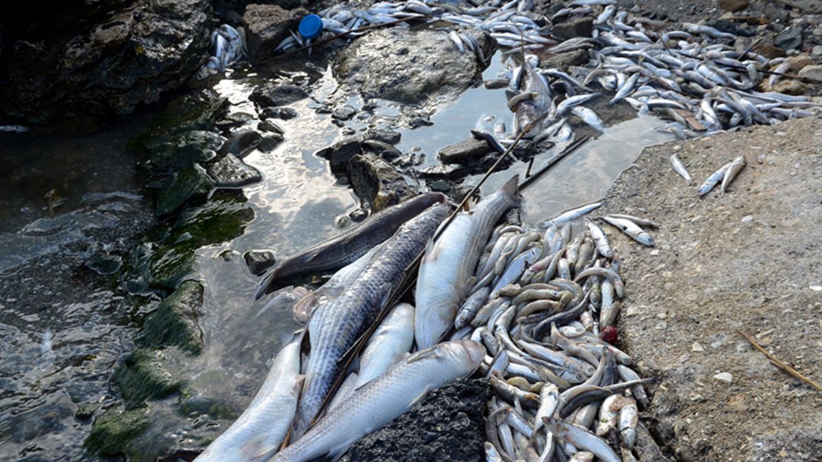 Küçükçekmece Gölü sahili ölü balık dolu