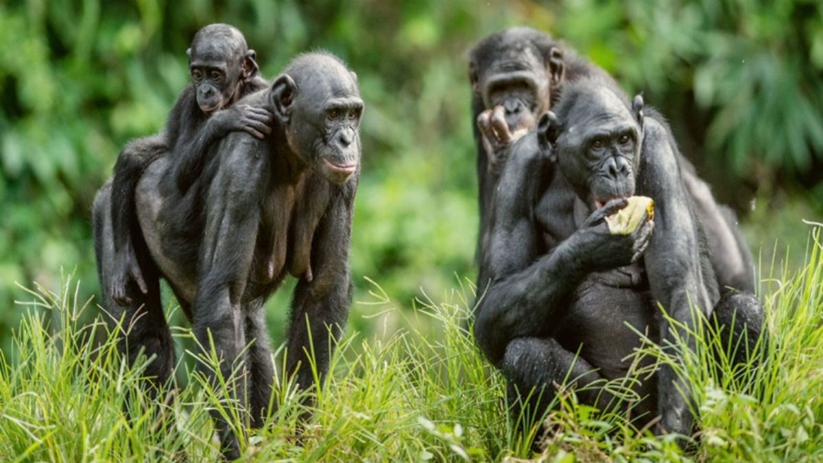Türkiye'de maymun hastalığı var mı?