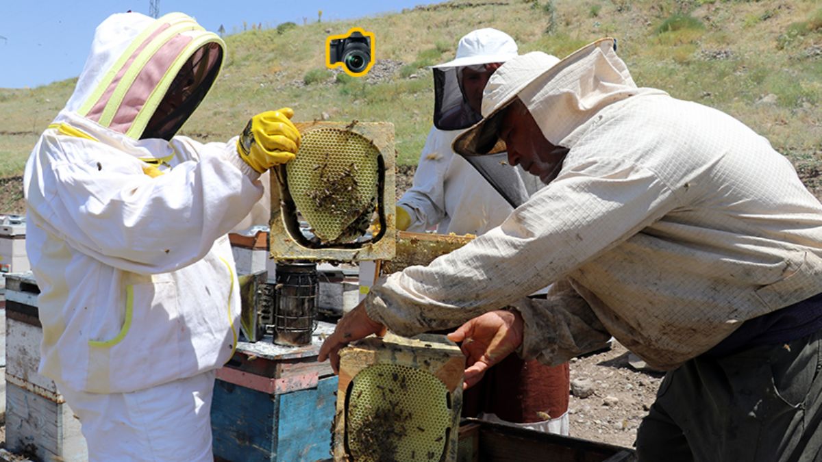 Karadeniz'in çalışkan kadınları zorlu bal mesaisinde