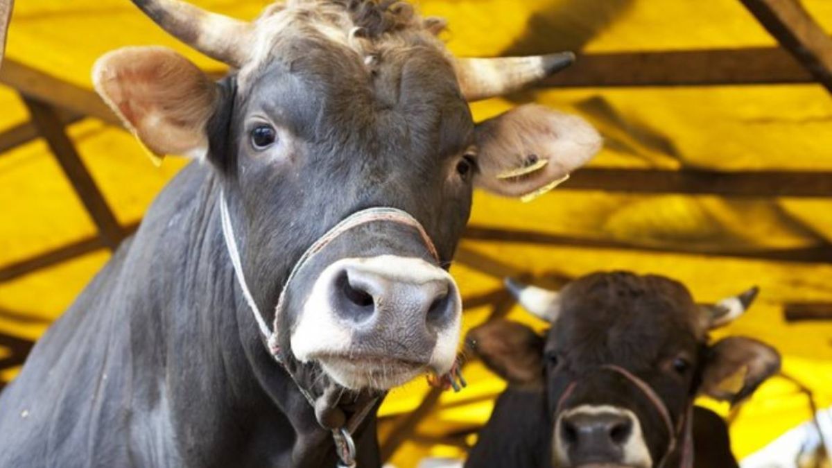 Önce İnsan Derneği kurban fiyatları belli oldu