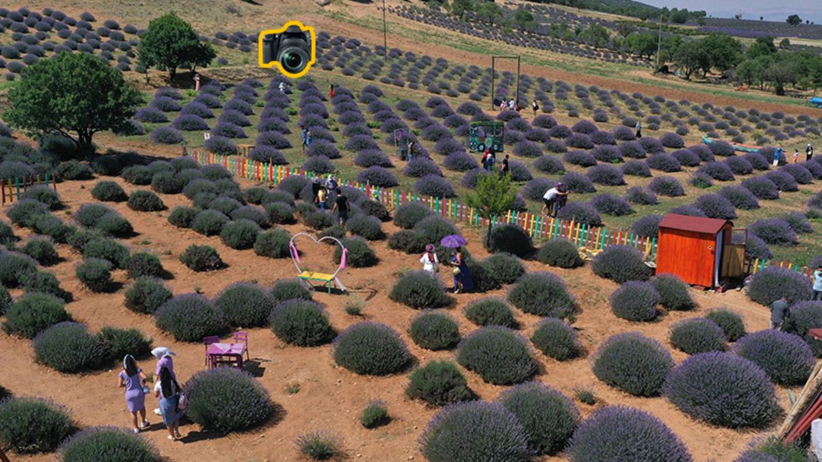 Lavanta kokulu köye ziyaretçi akını