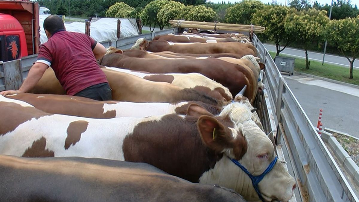 Kurbanlıklar bu gece İstanbul'a giriş yapacak