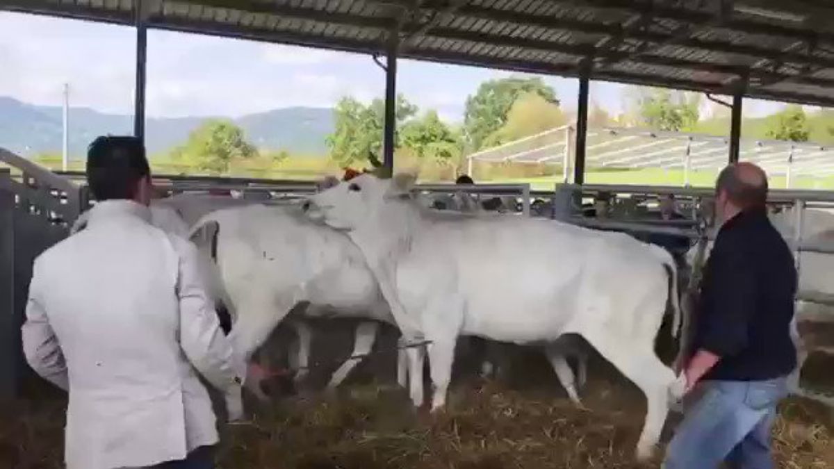 Buzağı annesine vuran adamı böyle yere serdi