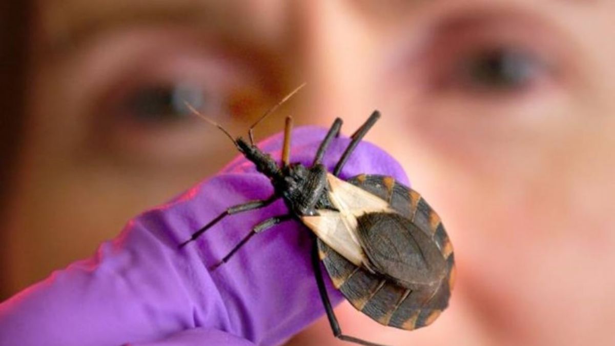 Amerikan tripanozomisi tehdit mi?