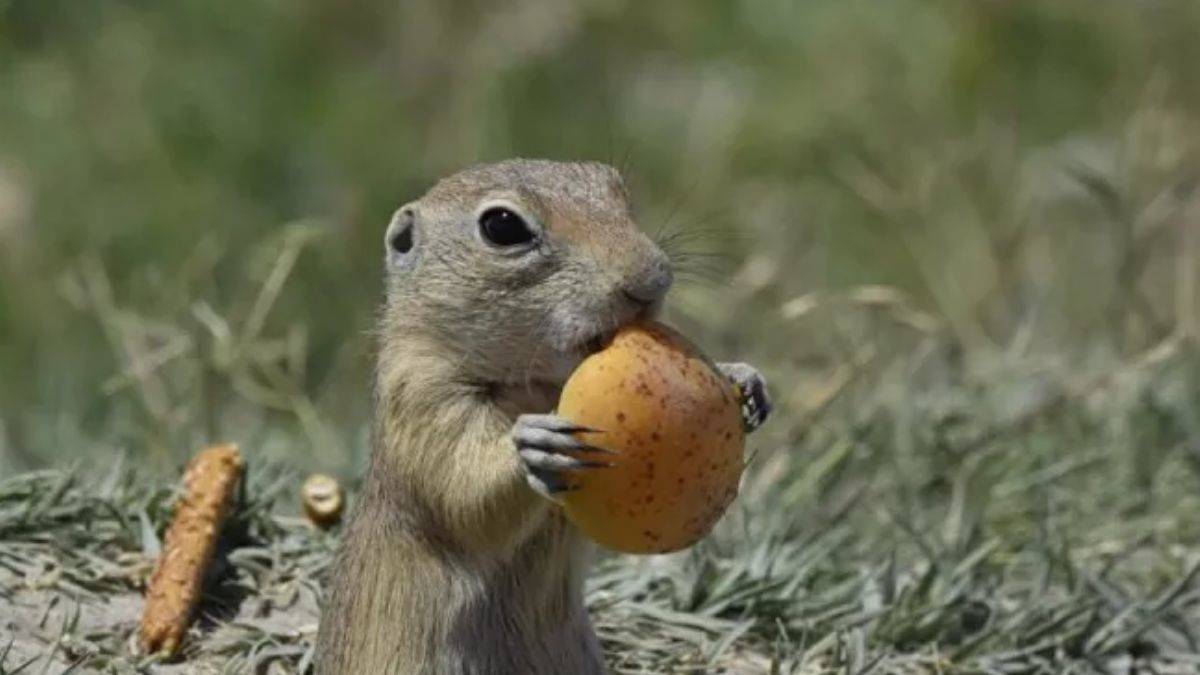 Sevimli sincabın kayısı yeme anı görüntülendi