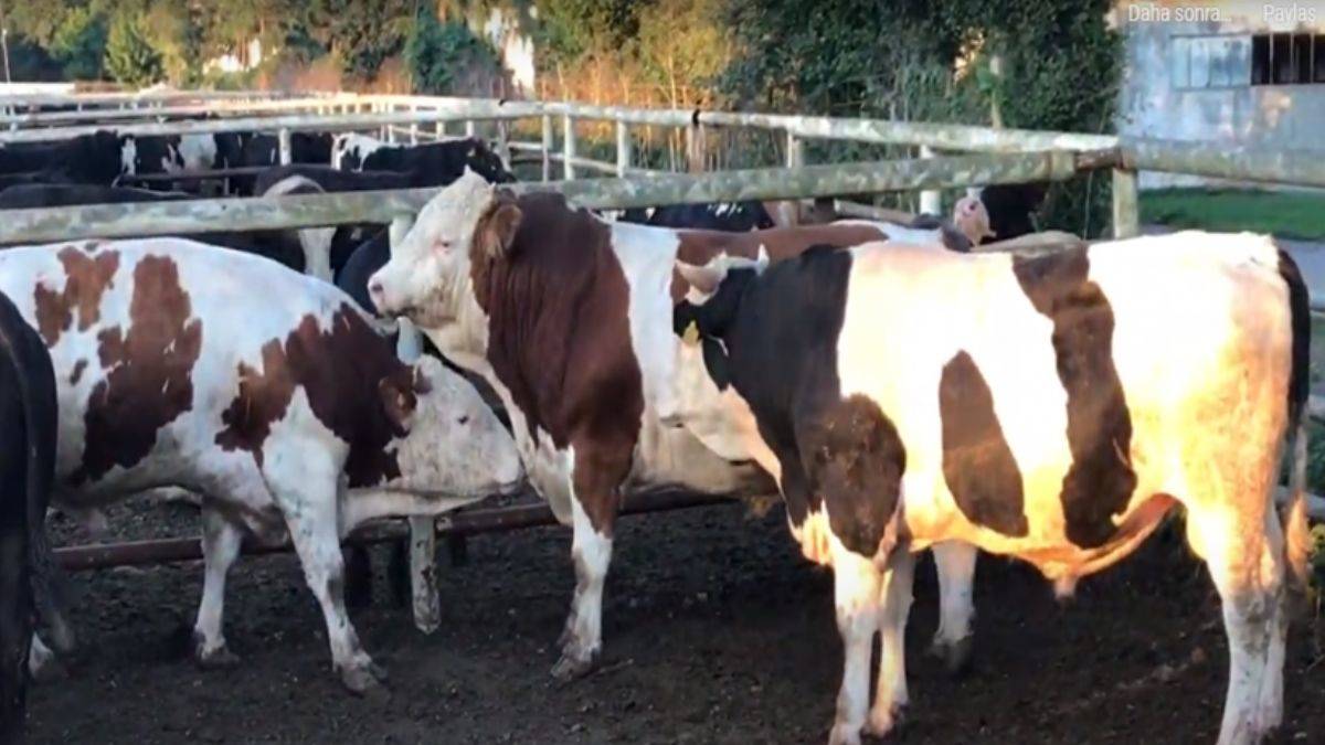 Tayyib Besi Çiftliği'nde 'kurbanlık' startı verildi