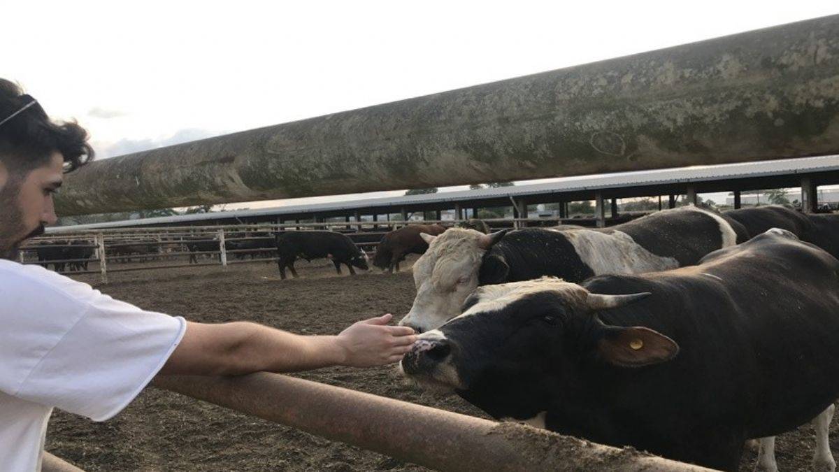 Tayyib Besi Çiftliği'nde hijyenik kurban