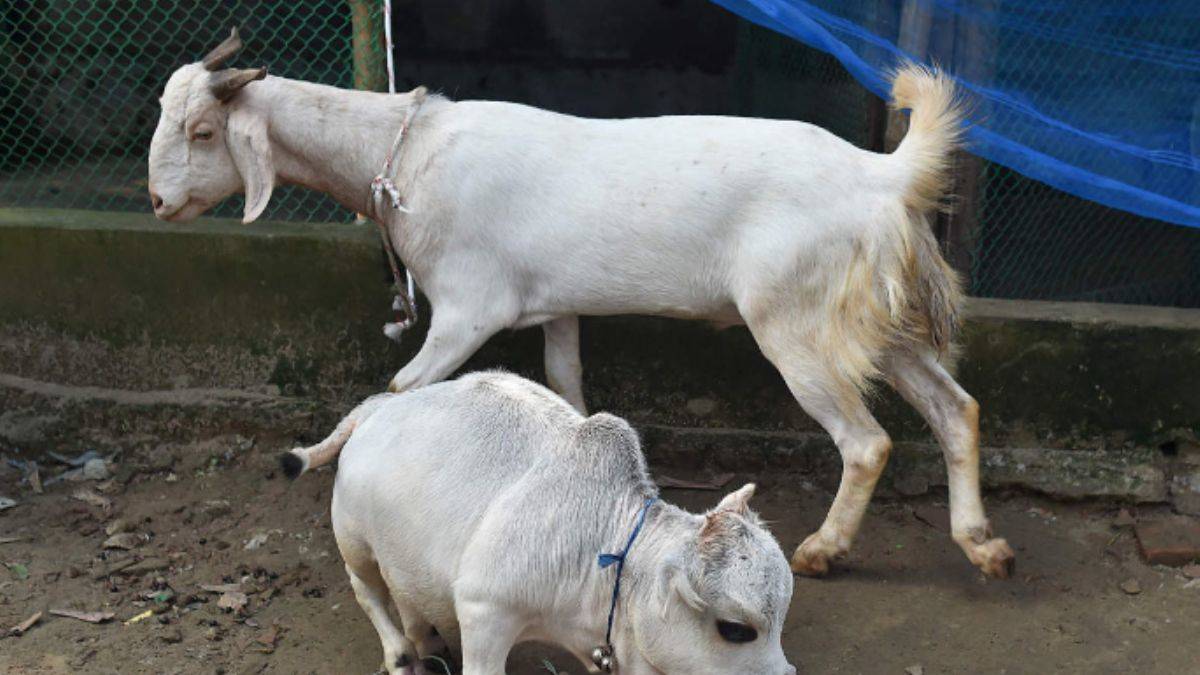 Bangladeş'te 'cüce inek' rüzgarı