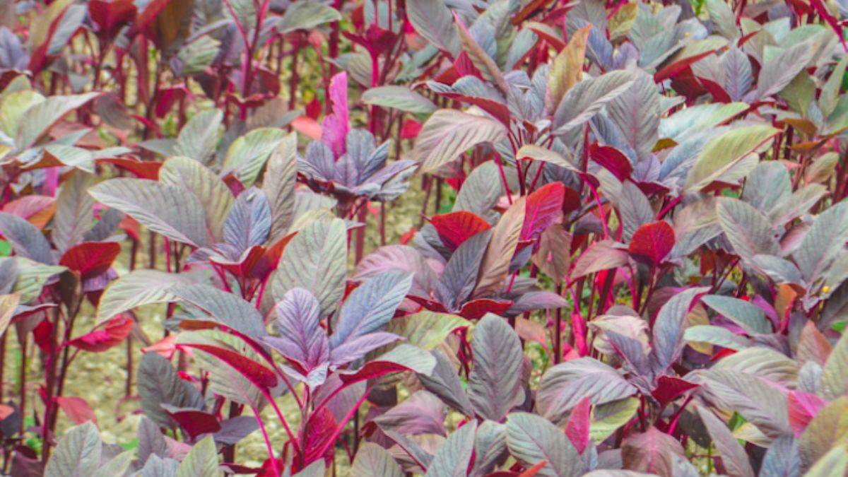 Amarant: Faydası saymakla bitmiyor