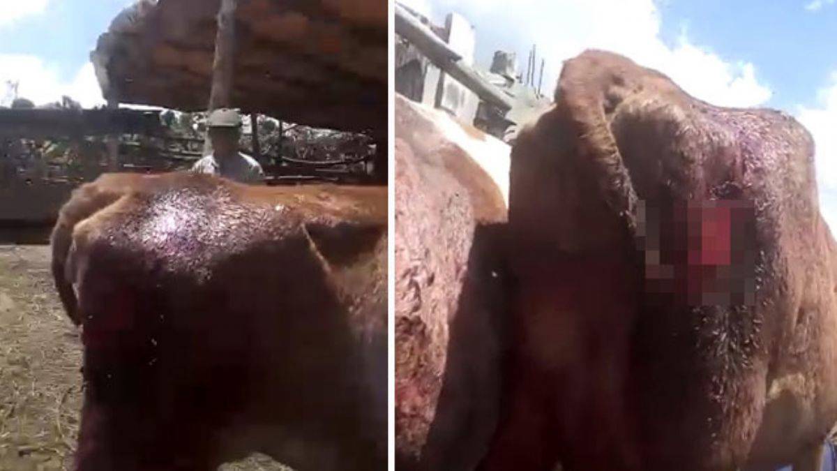 Tokat'ta 6 ineğin kuyruklarının kesilmesine 1 gözaltı