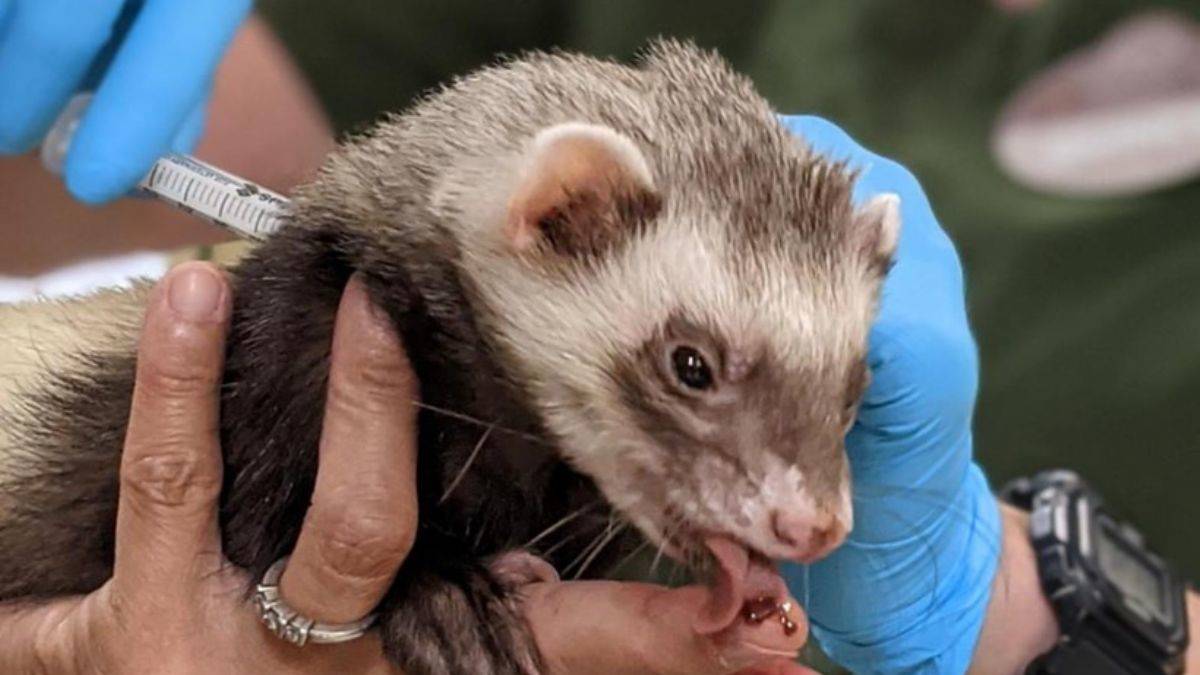 Aşıda sıra hayvanlara geldi