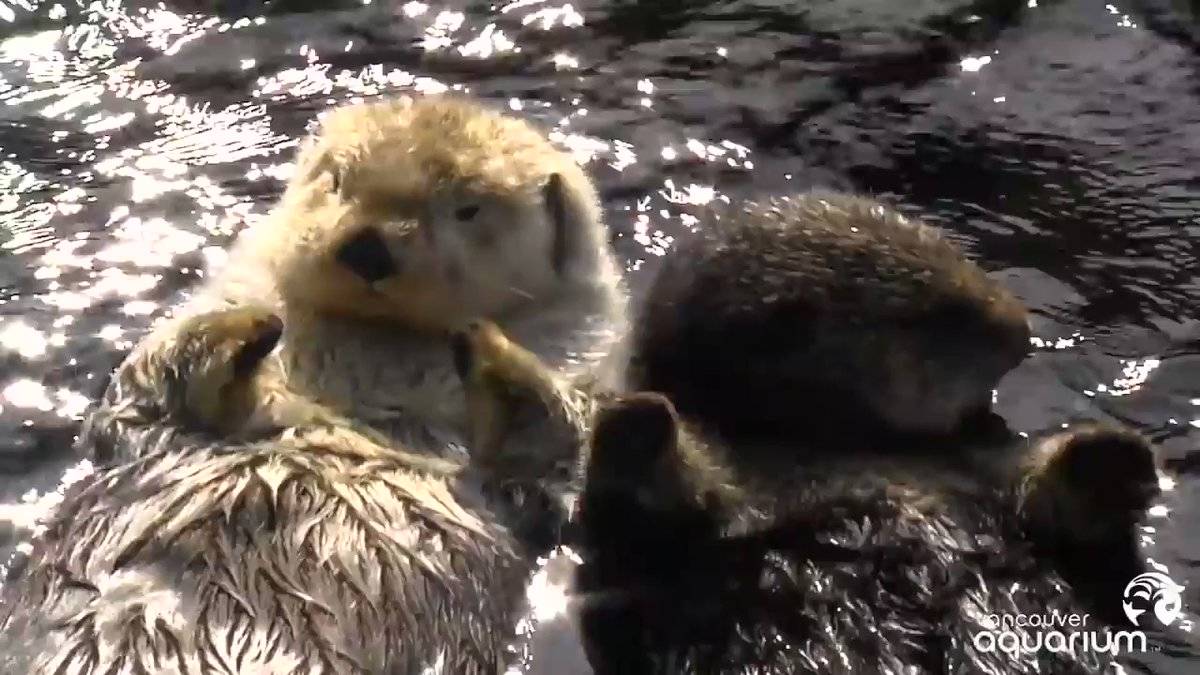 Deniz samurları hakkında inanılmaz bilgi