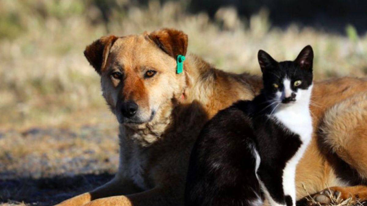 Hayvanları koruma kanunu yasalaştı