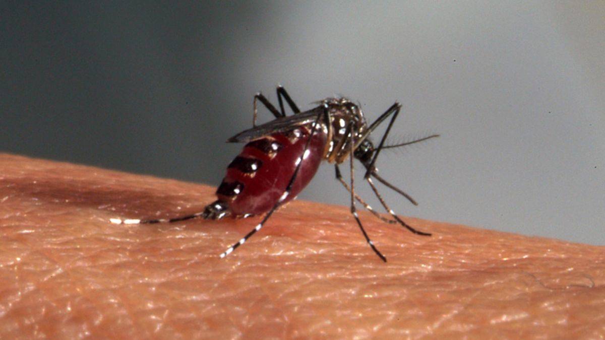 Hindistan'da Zika virüsü alarmı