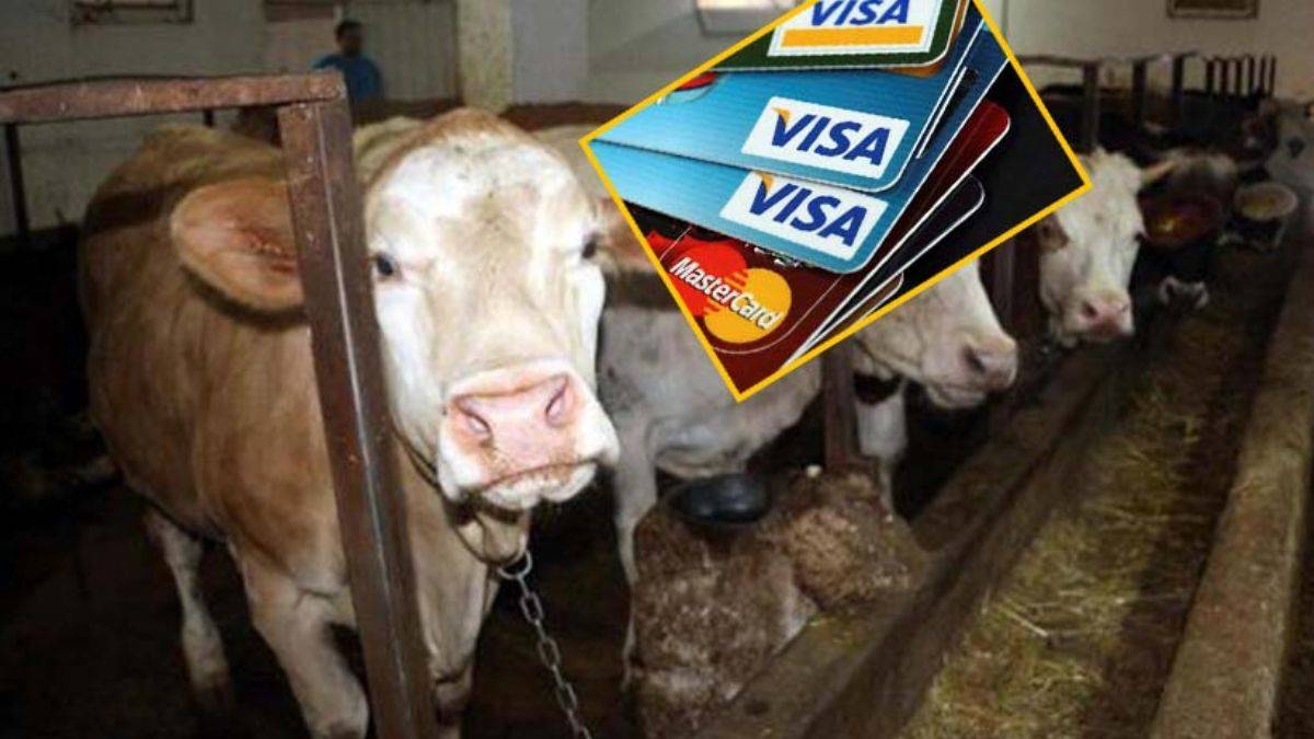 Diyanet'ten kredi kartıyla kurbanlık alanlara uyarı