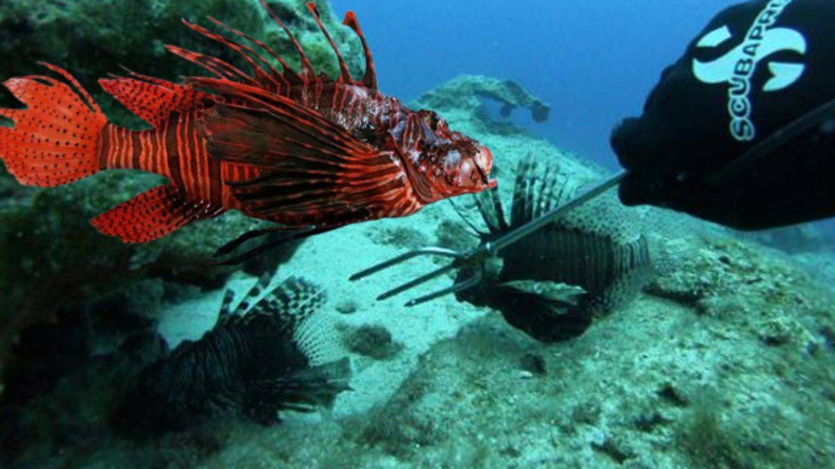 Protein deposu... Aslan balığı nasıl yenir?