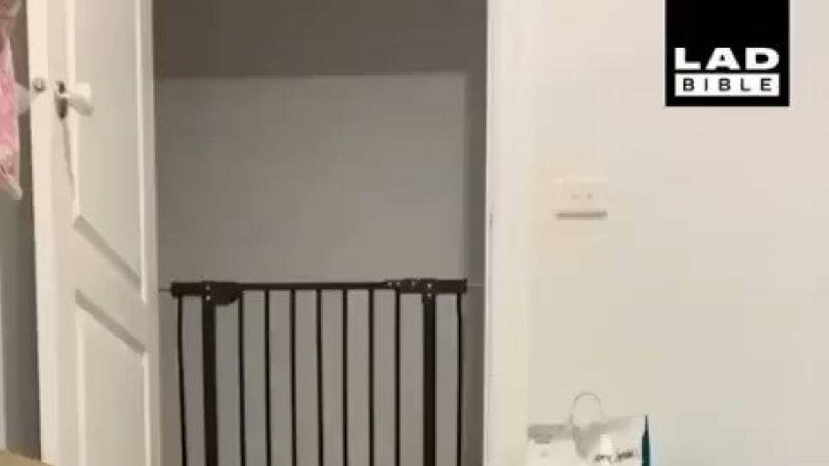 Kedinin bu hareketi şaşırtıyor