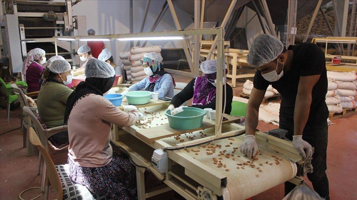 Yer fıstığı üretiminde destek alan aileden 50 kişiye istihdam