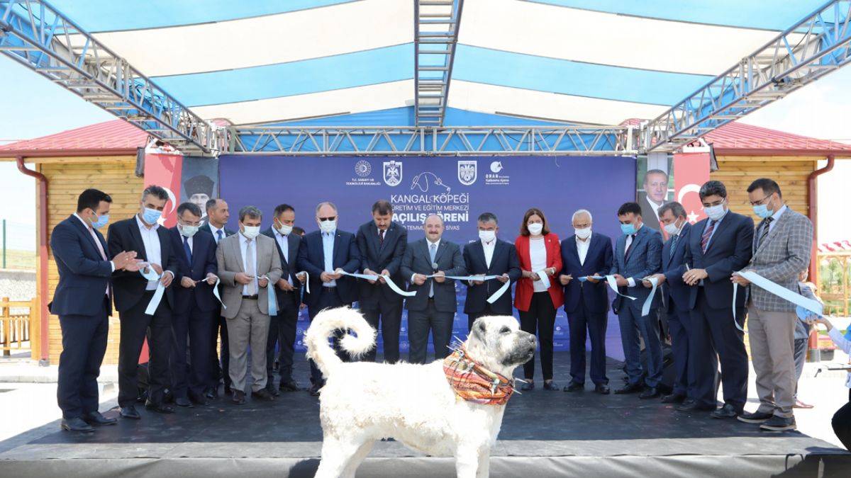 Kangal köpeği için özel merkez