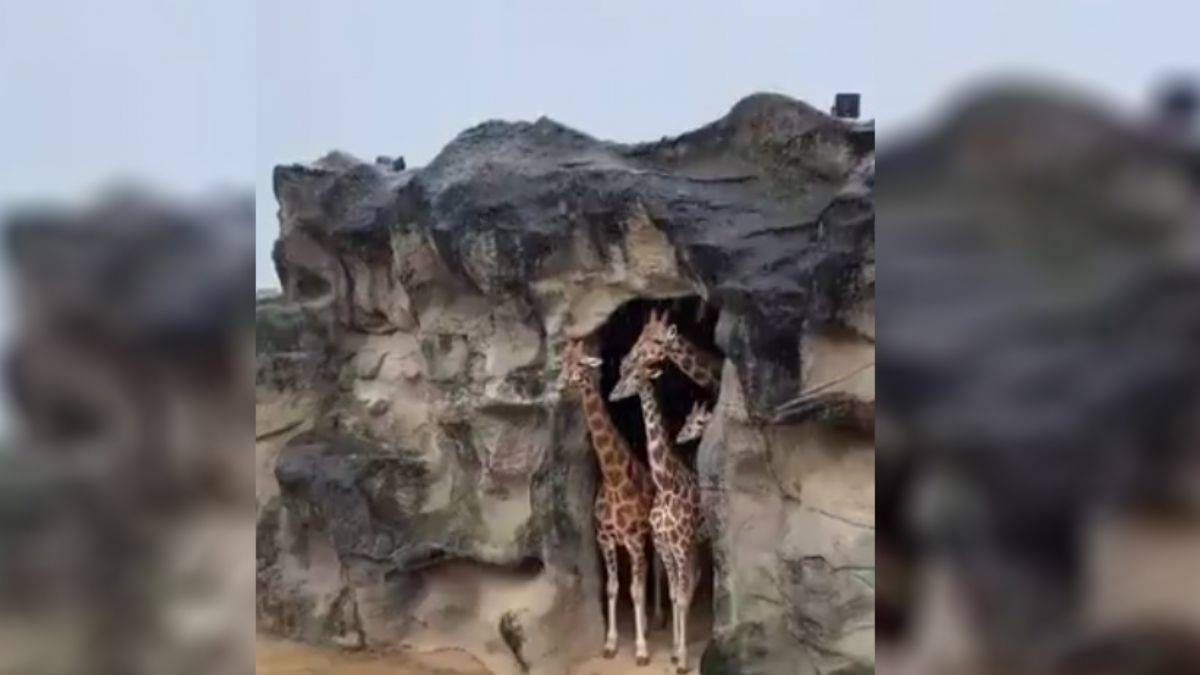 Yağan yağmuru sığınaklarından izleyen zürafa ailesi