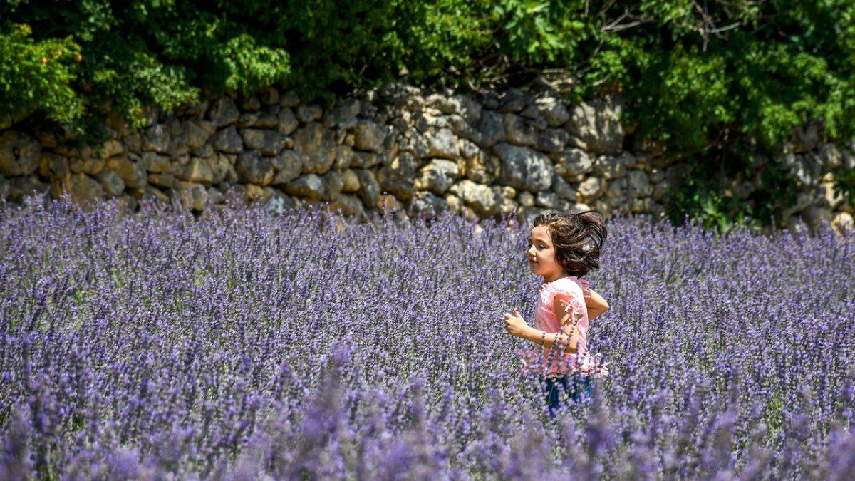Feke'nin mis kokulu lavanta bahçeleri