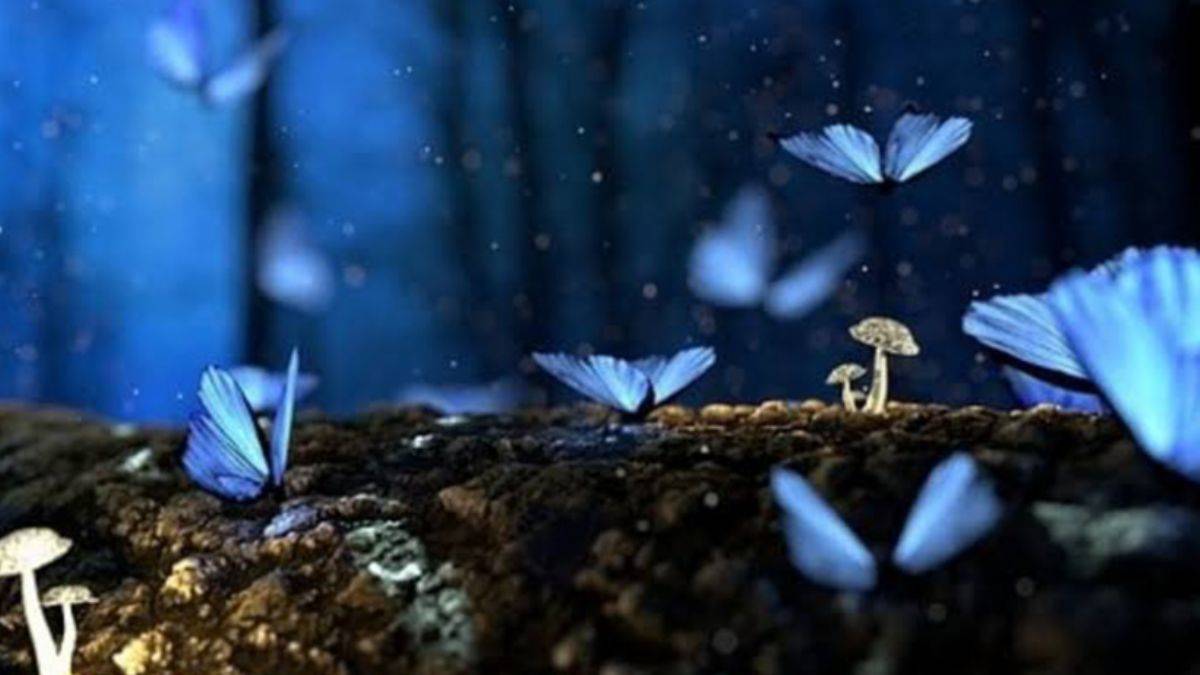 Mavi kelebekler sayesinde Srebrenitsa’da birçok mezara ulaşıldı