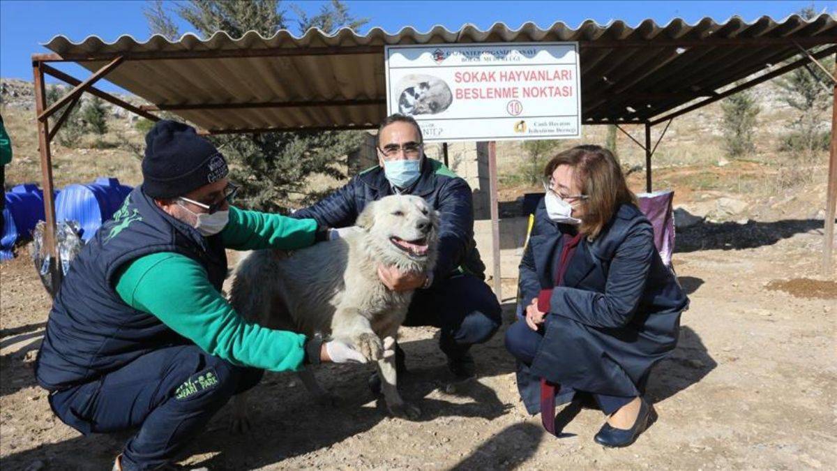Hayvanları Koruma Kanunu belediyelere önemli sorumluluklar yüklüyor
