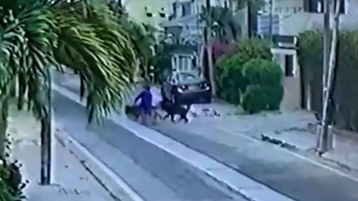 Sokakta yürüyen adama saldıran iki köpeğe ölüm cezası